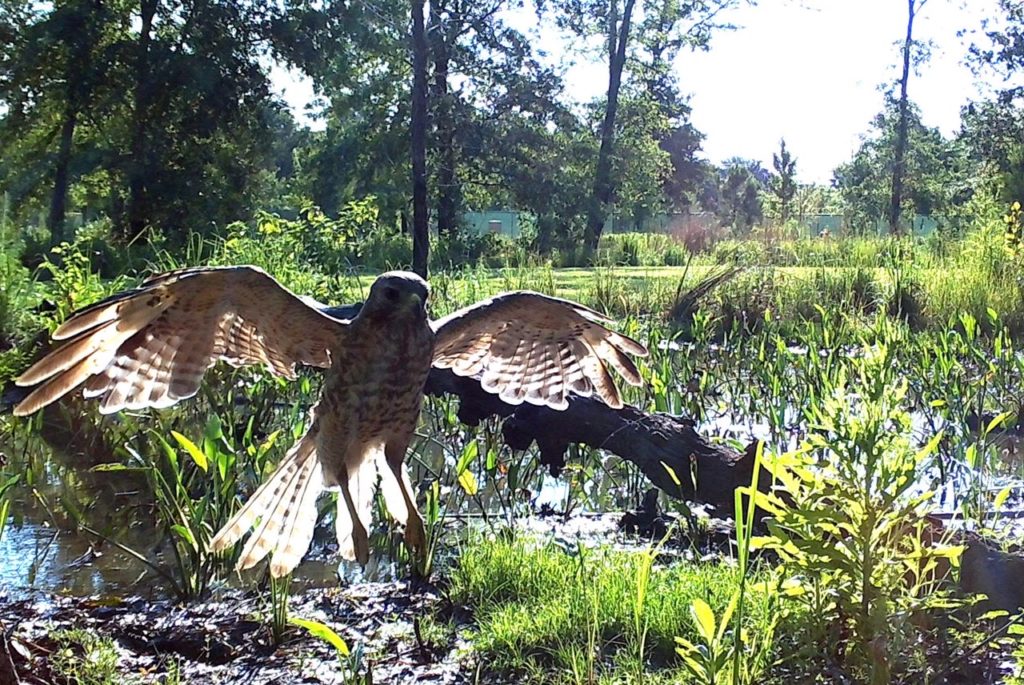 The Eastern Glades in Memorial Park is home to a variety of wildlife including the hawk. (Photo by Memorial Park Conservancy)