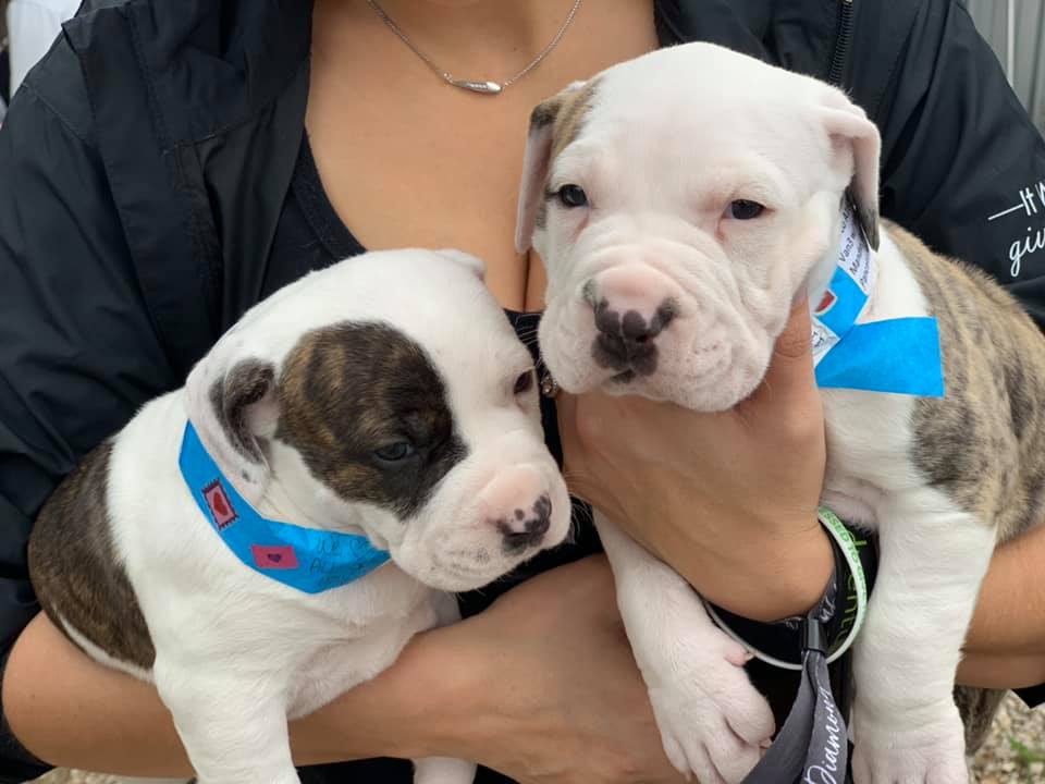 Pups from a Rescued Pets Movement event February 2019.