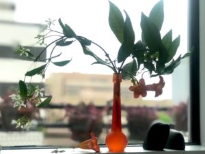 Flowers on my windowsill offer a green note during this unprecedented time.