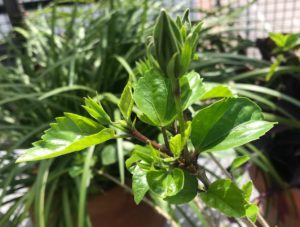 07 New green growth on hibiscus
