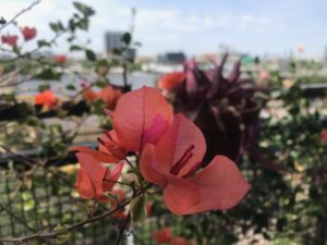 Bougainvillea blooms underscore the regenerative beauty of nature.