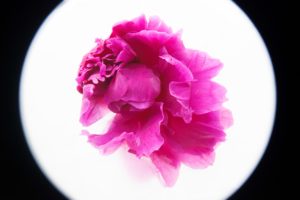 Anna Fritzel’s “From the Series Frozen, #1,” 2021, at SITE131