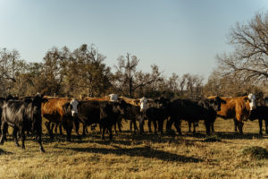 The R-C Ranch